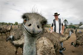 happy ostrich